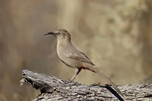 Toxostoma: Crissal Thrasher - on territory in Arizona desert - January