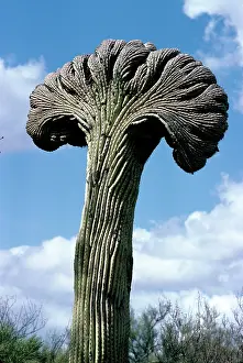 Saguaros: CRISTATE SAGUARO CACTUS