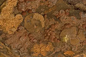 Rhyolites: Cristobalite on Rhyolite - 'Picture Rhyolite'
