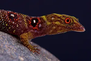 Clawed: The critically endangered and recently (2005) discovered
