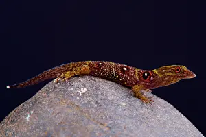 Clawed: The critically endangered and recently (2005) discovered