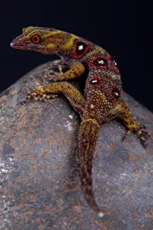 Clawed: The critically endangered and recently (2005) discovered