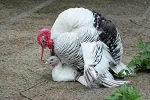 Copulate: Crnllwitzer turkey, turkey and turkey