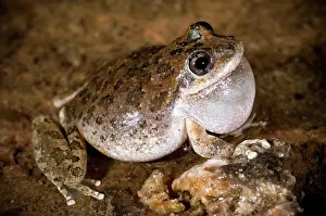 Inflated: Croaking California Treefrog