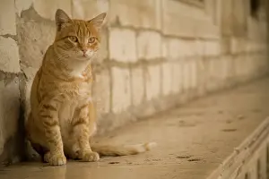 Dubrovnik: Croatia, Dalmatia, Dubrovnik. Cat and stone