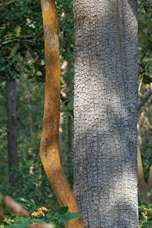 Arbre: Crocodile bark tree