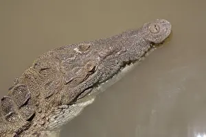 Greg: Crocodile, Black River Town, Jamaica South