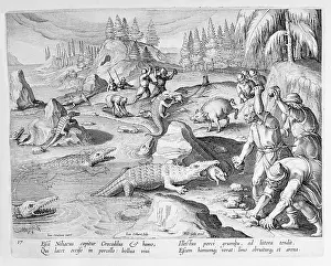 Pigs: CROCODILE CATCHING - PRINT