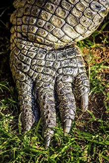 Oudtshoorn: Crocodile (Crocodylia), Cango Wildlife Ranch, Oudtshoorn