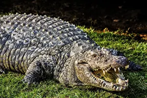 Oudtshoorn: Crocodile (Crocodylia), Cango Wildlife Ranch, Oudtshoorn