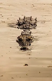 Crocodylia: Crocodile (Crocodylia), Mlilwane Wildlife Sanctuary