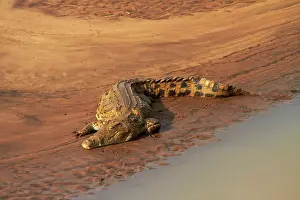 Nile: Crocodile (Crocodylus niloticus), Letaba