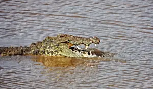 Restuccia: Crocodile (Crocodylus Niloticus) as seen