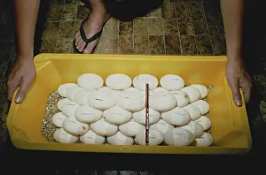 Incubating: Crocodile Egg Incubation