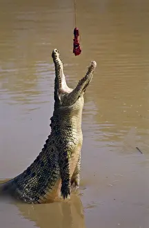 Porosus: Crocodile Feeding