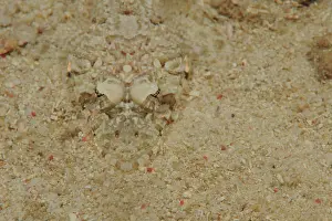 Chameleonisme: Crocodile Fish