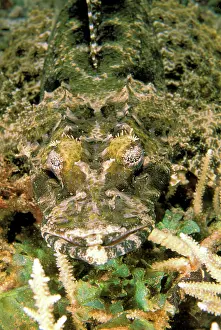 Stuart: Crocodile fish, or cymbacephalus beauforti