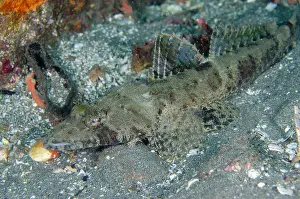 Candidasa: Crocodile Flathead