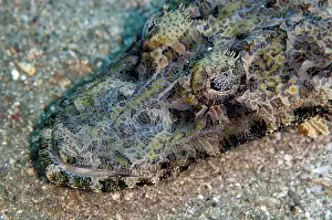 Straits: Crocodile Flathead