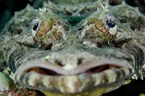December: Crocodile Flathead