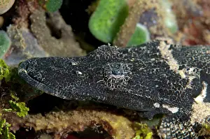 Mollucas: Crocodile Flathead - in black phase