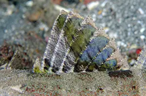 Candidasa: Crocodile Flathead dorsal fin