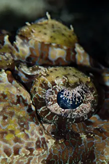 Sebayor: Crocodile Flathead eye close-up Sebayor Point dive