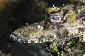 Dampier: Crocodile Flathead - Mangrove Ridge dive site
