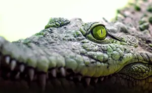Scary: Crocodile head with toothy mouth and yellow eye