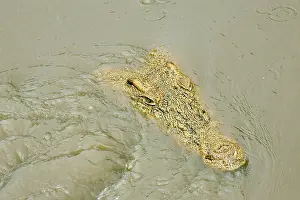 Appearing: Crocodile - Just appearing from water