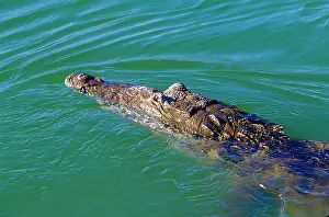 Greg: Crocodile at Lago Enriquillo, Barahona