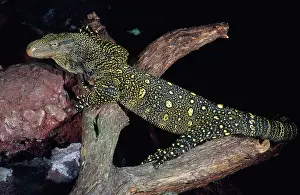 Monitors: Crocodile Monitor