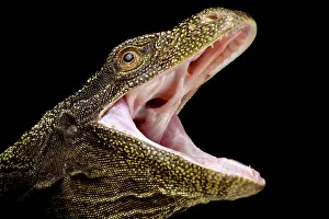 Opened: Crocodile Monitor (Varanus (Papusaurus) salvador