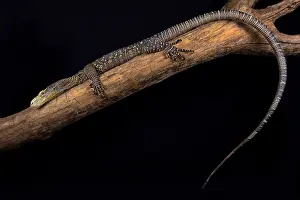 Varanus: The Crocodile monitor (Varanus salvadorii) is the