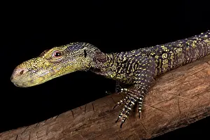 Varanus: Crocodile monitor (Varanus salvadorii)