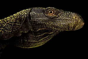 Backgrounds: Crocodile monitor (Varanus salvadorii), on black background