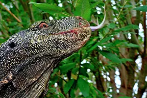 Smell: Crocodile monitor (Varanus salvadorii), head with