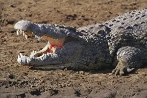 Scaly: Crocodile with mouth open