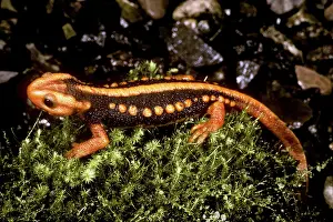 Verrucosus: Crocodile Newt