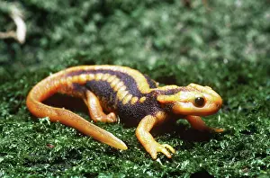 Verrucosus: Crocodile Newt (Tylototriton verrucosus)