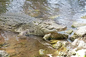 Crocodile in pool