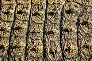 Oudtshoorn: Crocodile skin, Oudtshoorn, South Africa, Africa