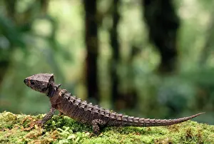 Skinks: CROCODILE SKINK