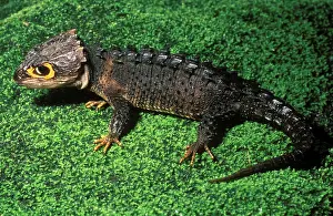Skink: Crocodile Skink