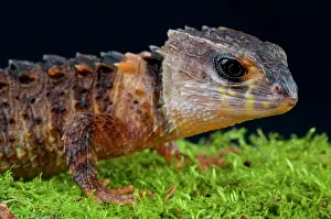 Skink: Crocodile skink (Tribolonotus novaeguieae), Papua