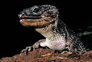 Scincidae: Crocodile Skink (Tribolonotus ponceleti)
