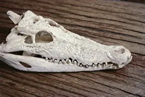 Crocodile skull