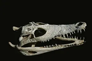 Crocodile skull