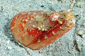Stargazer: Crocodile snake eel (Brachysomophis cirrocheilos)
