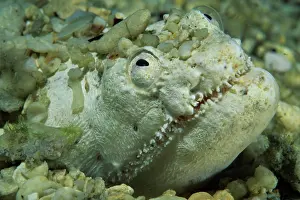 Sulu: Crocodile snake eel (Brachysomophis crocodilinus)